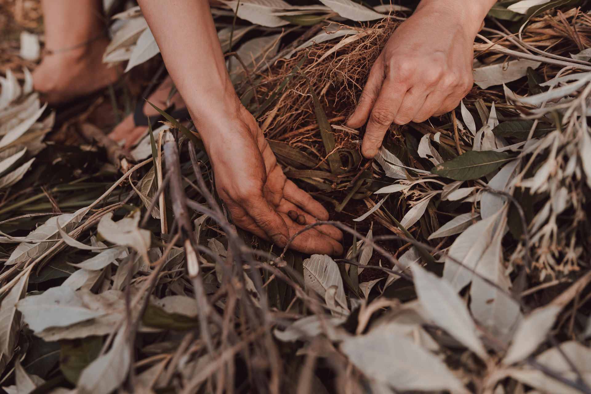 Mãos de agricultor tocando solo escuro coberto de matéria orgânica e raízes finas